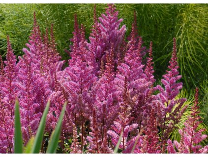 Astilbe chinensis Maggie Daley 2