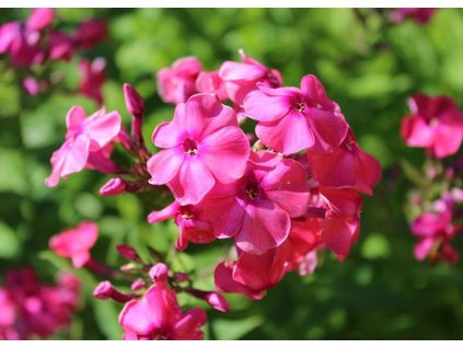 Phlox paniculata Tenor 2