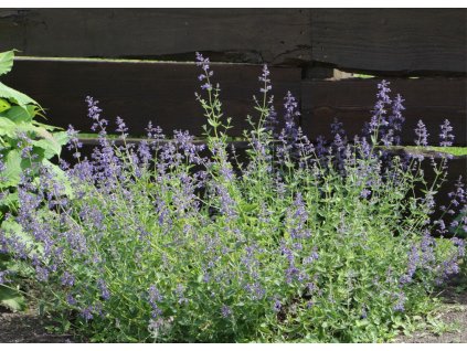 Nepeta fassenii Kit Cat