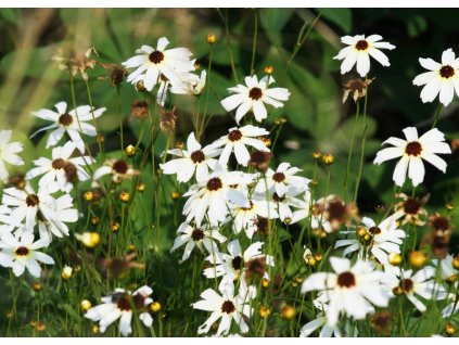 Coreopsis verticillata Fools Gold 1