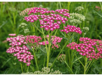 Achillea Lilac Beauty 1