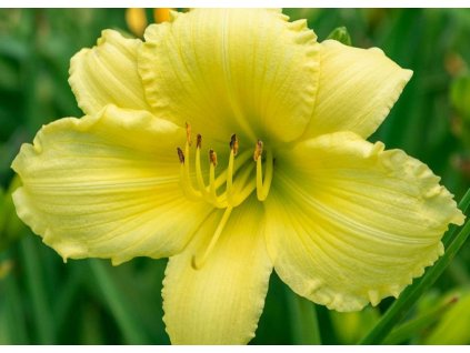 Hemerocallis Big Time Happy