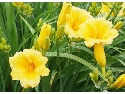 Hemerocallis Stella D Oro 2