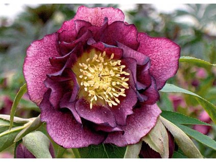 Helleborus Double Ellen Red 1