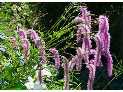 Sanguisorba Lilac Squirrel