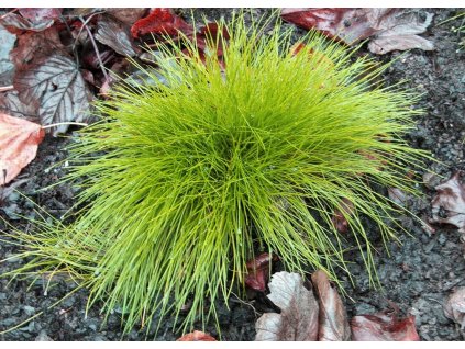 Festuca Golden Toupee 1
