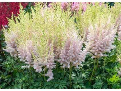 Astilbe Milk and Honey
