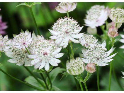 Astrantia Shaggy 1