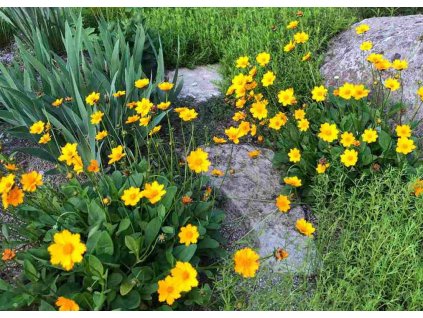 Coreopsis auriculata Nana