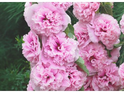 Alcea Chaters Double Pink