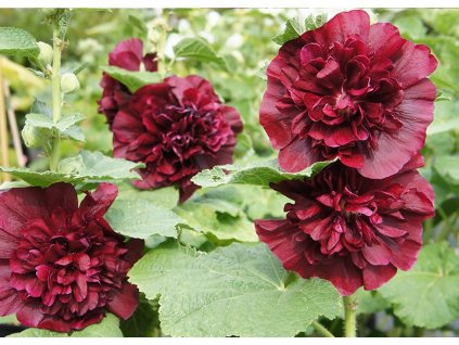 Alcea Chaters Double Purple