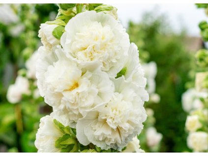 Alcea Chaters Double White 1