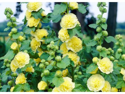 Alcea Chaters Double Yellow