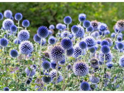 Echinops Blue Globe