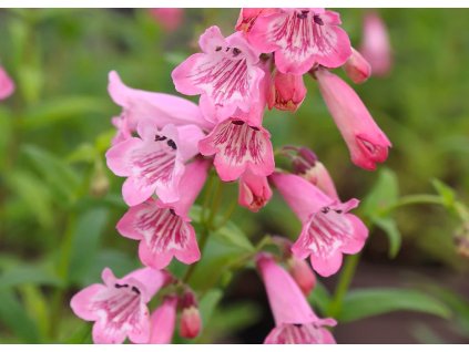 Penstemon Apple Blossom