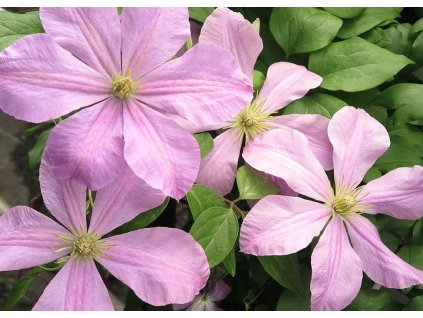 Clematis Comptesse de Bouchaud 2