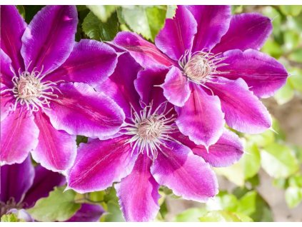 Clematis Dr. Ruppel
