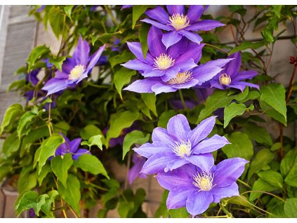 Clematis Jackmanii