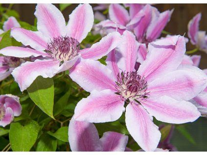 Clematis Nelly Moser