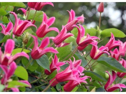 Clematis Princess Diana