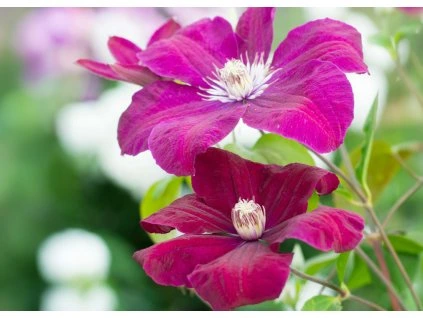 Clematis Rouge Cardinal