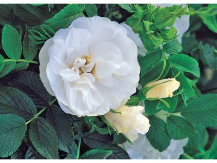 Rosa Blanc Double de Coubert