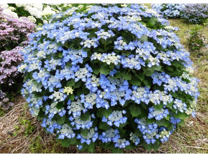 Hydrangea Blaumeise