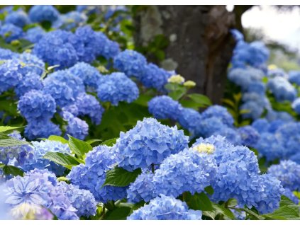 Hydrangea Bodensee
