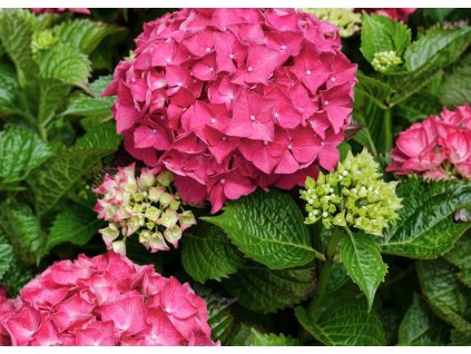 Hydrangea Glowing Embers