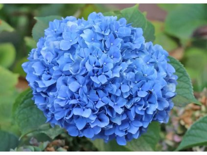 Hydrangea Nikko Blue