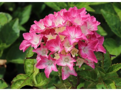 Hydrangea Pia