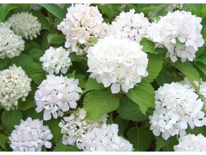 Hydrangea Soeur Therese