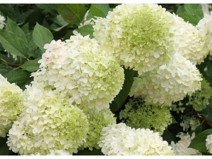 Hydrangea Limelight