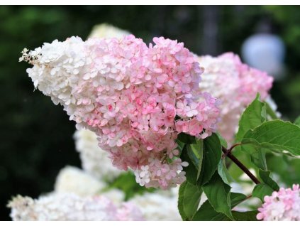 Hydrangea Phantom