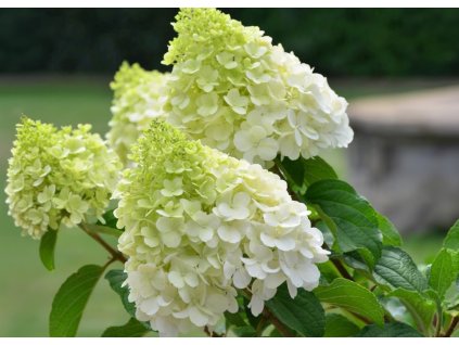 Hydrangea Polar Bear