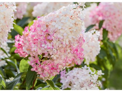 Hydrangea Vanille Fraise