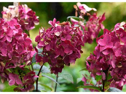 Hydrangea Wims Red 2