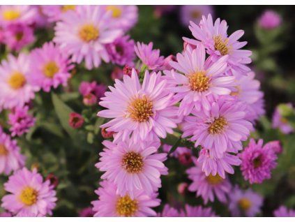 Aster Sarah Ballard