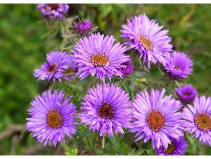 Aster Purple Dome