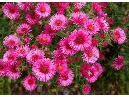Aster novi belgii Royal Ruby