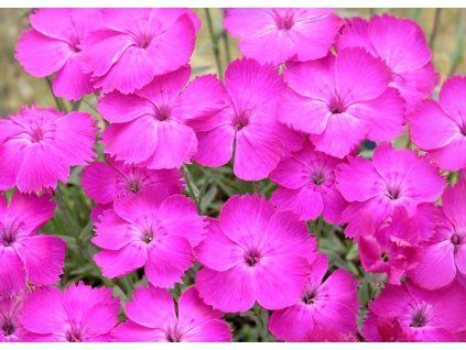 Dianthus Whatfield Magenta