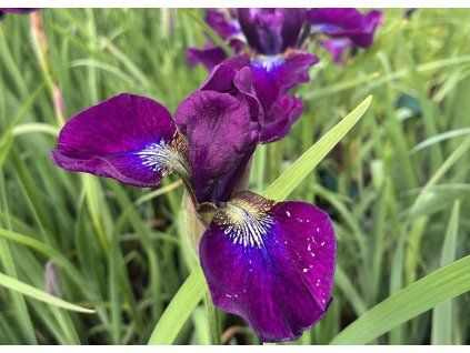 Iris sibirica Hubbard