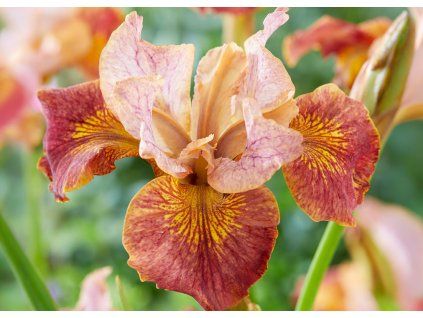 Iris sibirica Paprikash