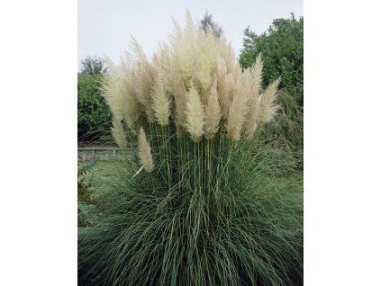 Cortaderia White Feather