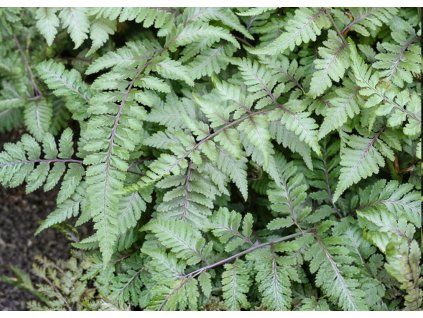 Athyrium Metallicum