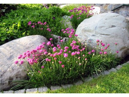 Armeria Splendens1
