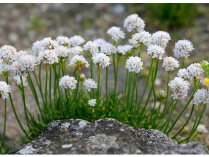 Armeria Alba