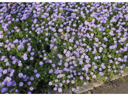 Aster prof anton Kippenberg