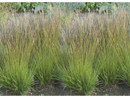 Molinia HEIDEZWERG1