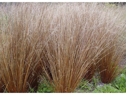 Carex buchanani1